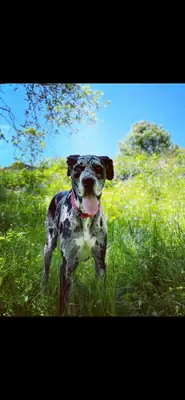 gran danés, necesita espacio