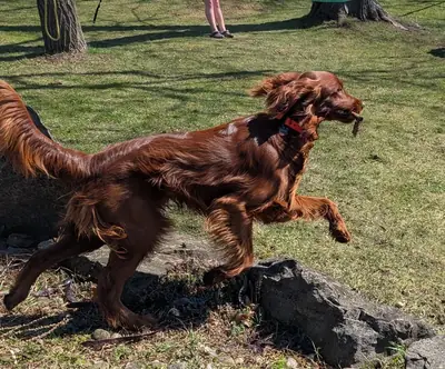 setter irlandés, mucha energía