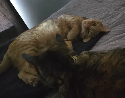 gato activo, necesita compañía