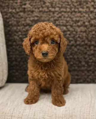 可供领养的贵宾犬幼犬