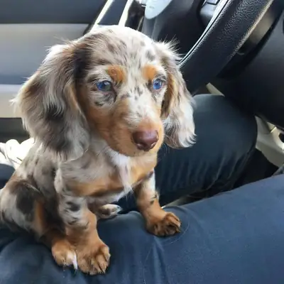 腊肠犬幼犬可供领养
