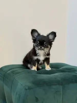 待领养的吉娃娃小狗
