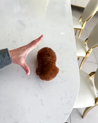 贵宾犬