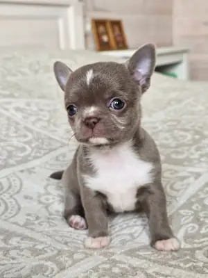 待领养的吉娃娃幼犬