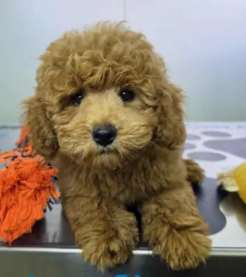 Maltipoo Erkek şimdi iyi bir ev için hazır