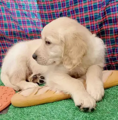 Cute Golden retriever male available for adoption