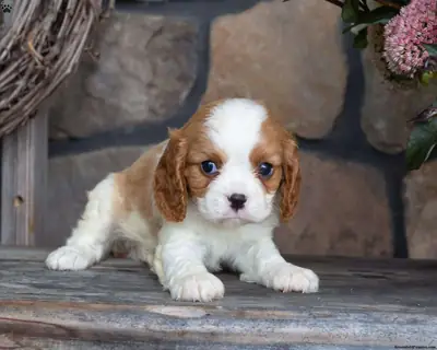 待领养的卡瓦利尔国王查尔斯猎犬幼犬