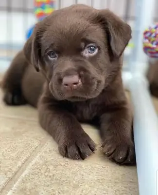 Labrador Retriever