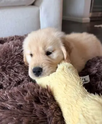 金毛寻回犬