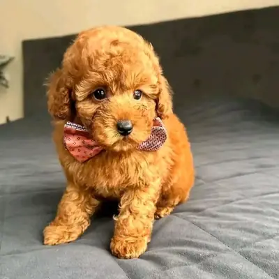 贵宾犬