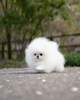 博美犬