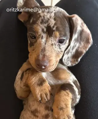 短腿腊肠犬幼犬准备接受爱