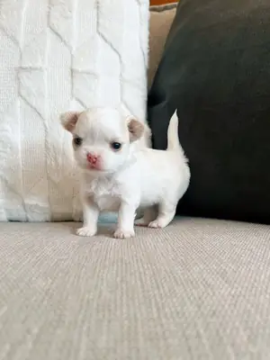 美丽的吉娃娃小狗 ❤️ 请通过我的WhatsApp联系我以获取更多信息