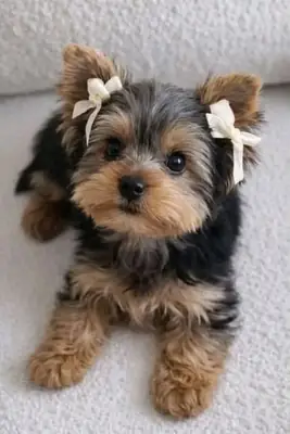 Sevimli Yorkie Yavru Köpekler Yuva Arıyor Whatsapp sadece