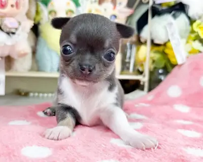 华丽的吉娃娃小狗 🐾❤️