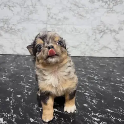 ¡Amantes de los Chihuahua, este es para ustedes! 🥰