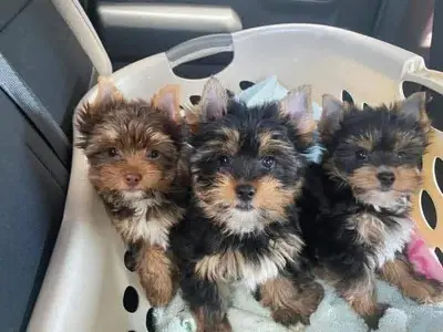 Pequeños cachorros Yorkie buscan buenos hogares, puedes contactarme directamente por Whatsapp