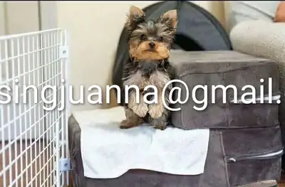 珍贵的约克夏犬幼犬，邮件联系我以获取更多细节