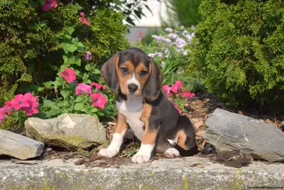 Precioso cachorro Beagle listo
