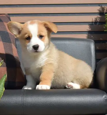 Erkek Pembroke Welsh Corgi Yavrusu