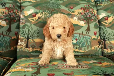 Cavapoo Yavrusu