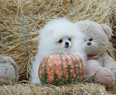 Mikroçipli mükemmel Pomeranian yavruları