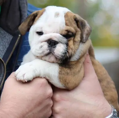 Dişi ve erkek İngiliz bulldog yavruları