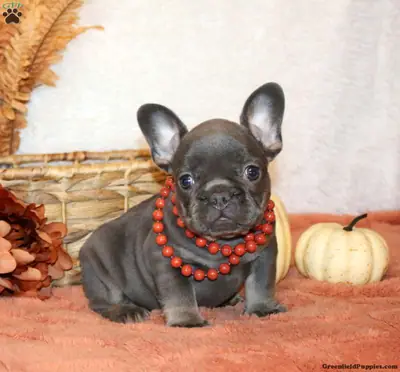 Cachorro Bulldog Francés