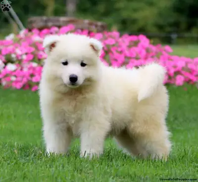 Samoyed Yavru