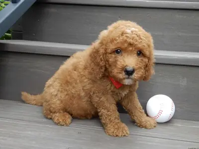 Mini Cachorro Goldendoodle