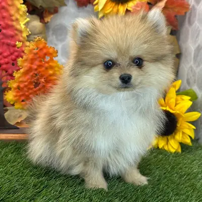 Pomeranian Yavruları Mevcut