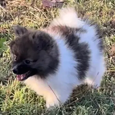 博美犬幼犬可供出售