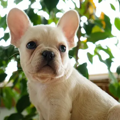 Chiots Bouledogue Français Disponibles