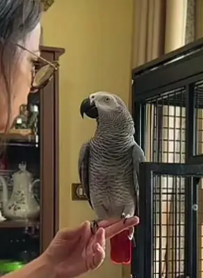 Ofrezca mi loro GRIS DU GABON