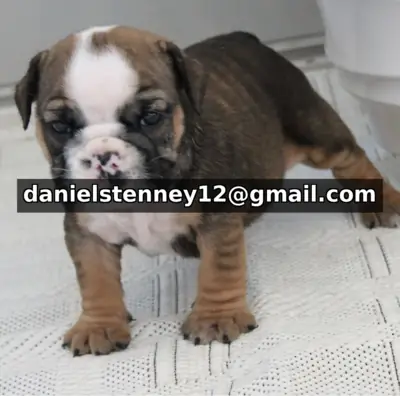 英斗犬幼犬可供出售