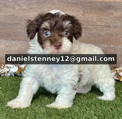 Maltipoo Puppies Available