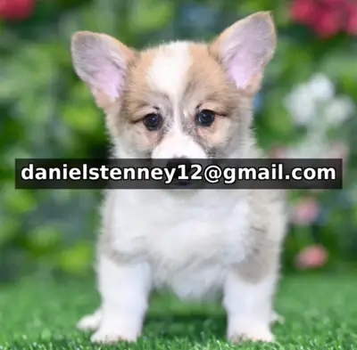 Pembroke Welsh Corgi yavruları