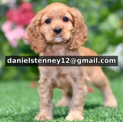 Cocker Spaniel Yavru