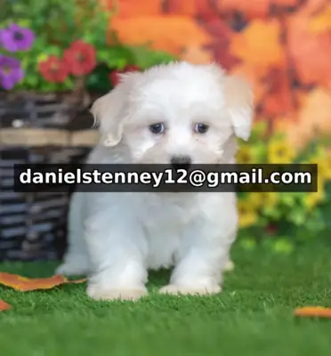 Lovable Havanese Puppies