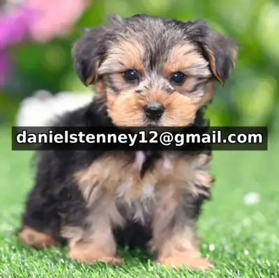 Yorkie yavruları