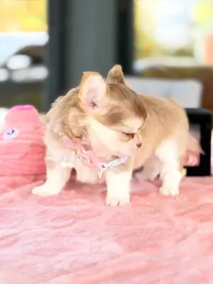 Chihuahua yavrusu sonsuza dek evi için hazır