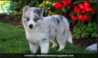 可爱的Pomsky小狗