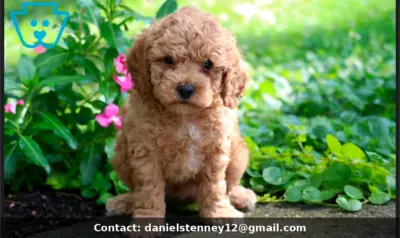 Küçük Poodle Yavruları