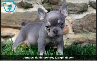 Loving French Bulldog Puppy