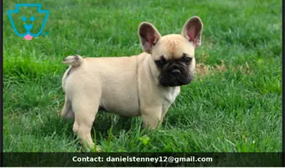 Sweet French Bulldog Puppies