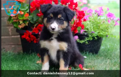Border Collie Puppy