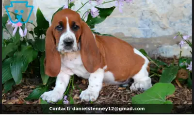 lovable Basset Hound Puppies
