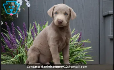 handsome Silver Lab  Puppy