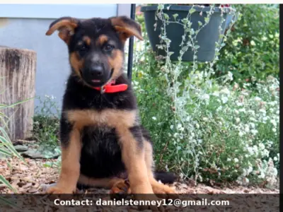Güzel Alman Çoban Köpeği Yavrusu
