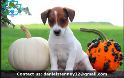 Sevimli Jack Russell yavrusu